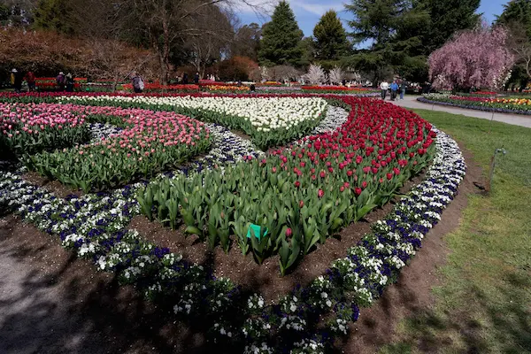 Tulip Top Gardens (100)